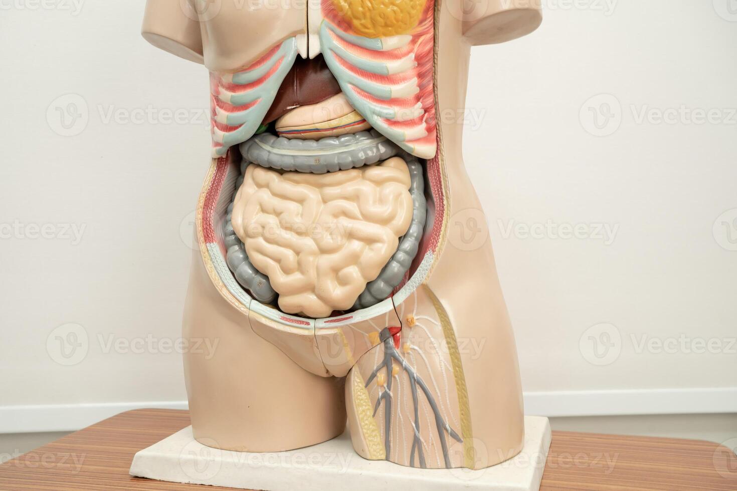 Human penis with intestine in woman body model anatomy for medical training course, teaching medicine education. photo