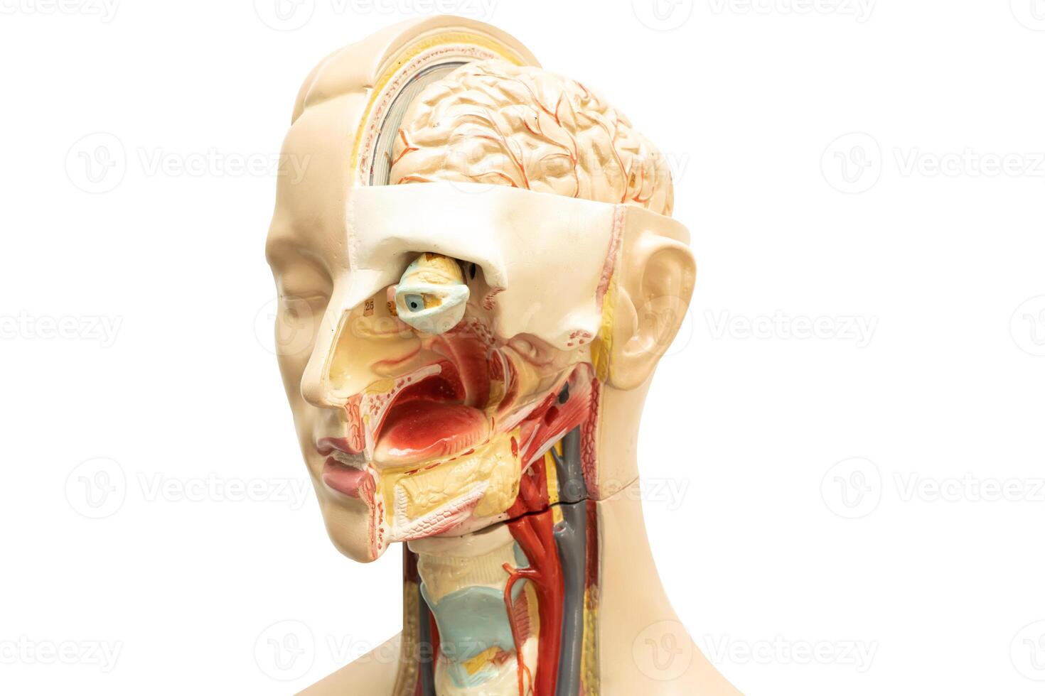 Human brain model of head anatomy isolated on white background with clipping path. photo
