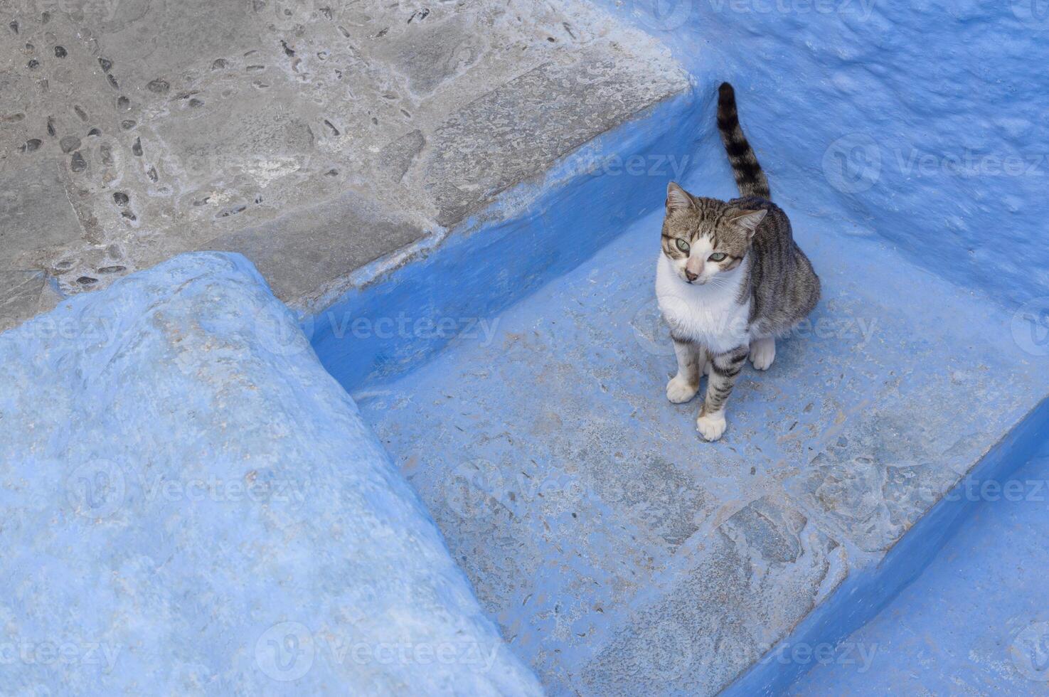 Cute cat standing on stairway in the blue city of Chefchaouen, Morocco. The concept of pets. Banner with some copy space. photo