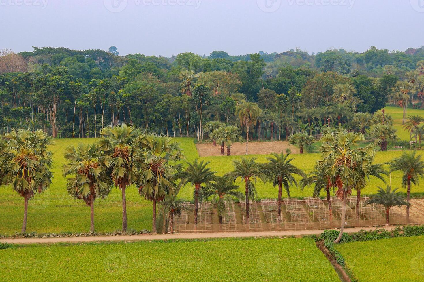 Beautiful green rice field in the morning at Khulna Jashore, Bangladesh photo