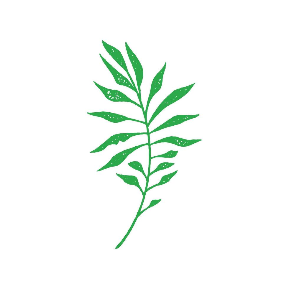 Simple hand drawing green tropical eucalyptus branch with fresh leaves and stem grunge texture vector