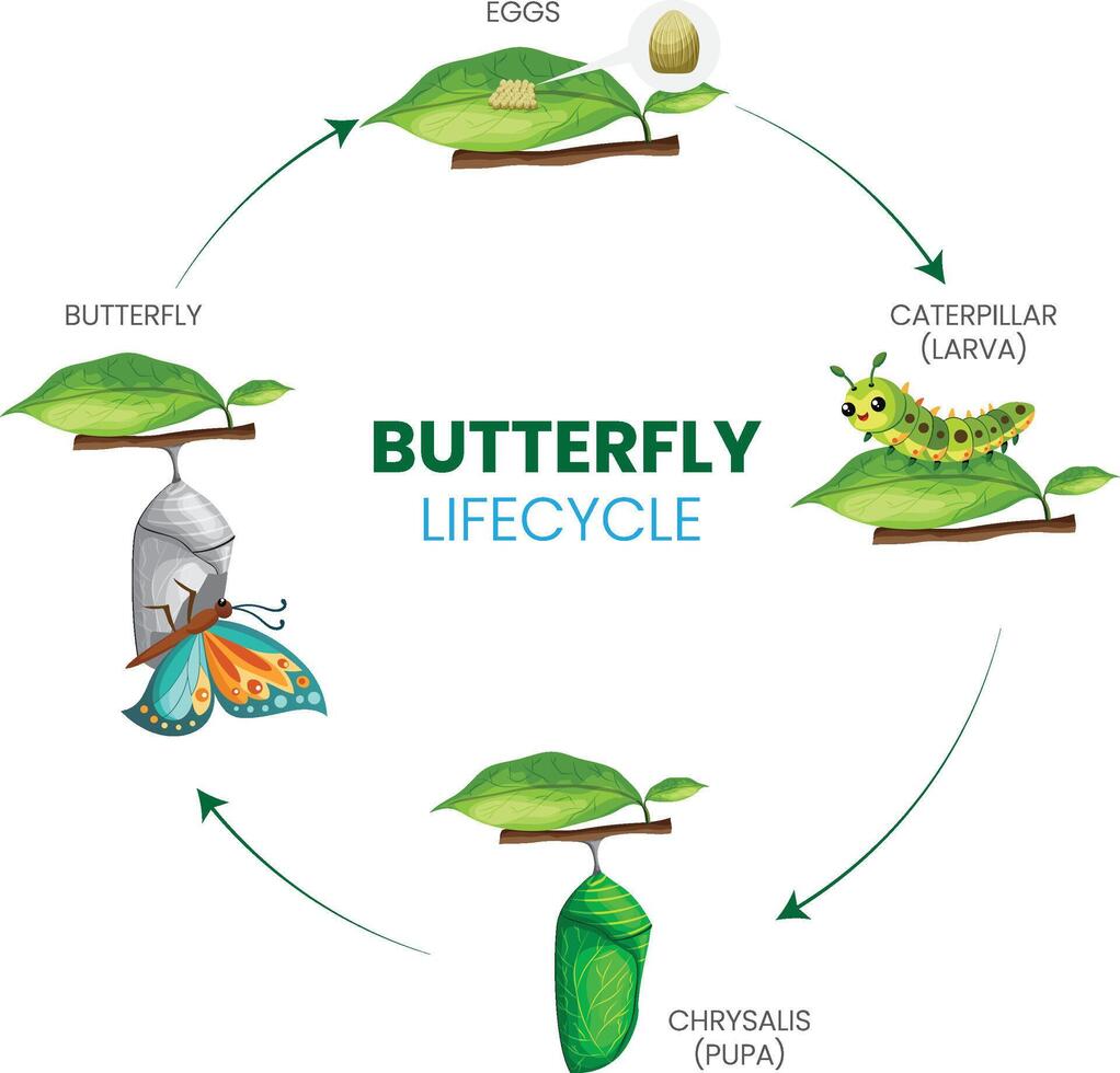 Butterfly lifecycleThe Butterfly Lifecycle From Egg to Elegant Flight vector