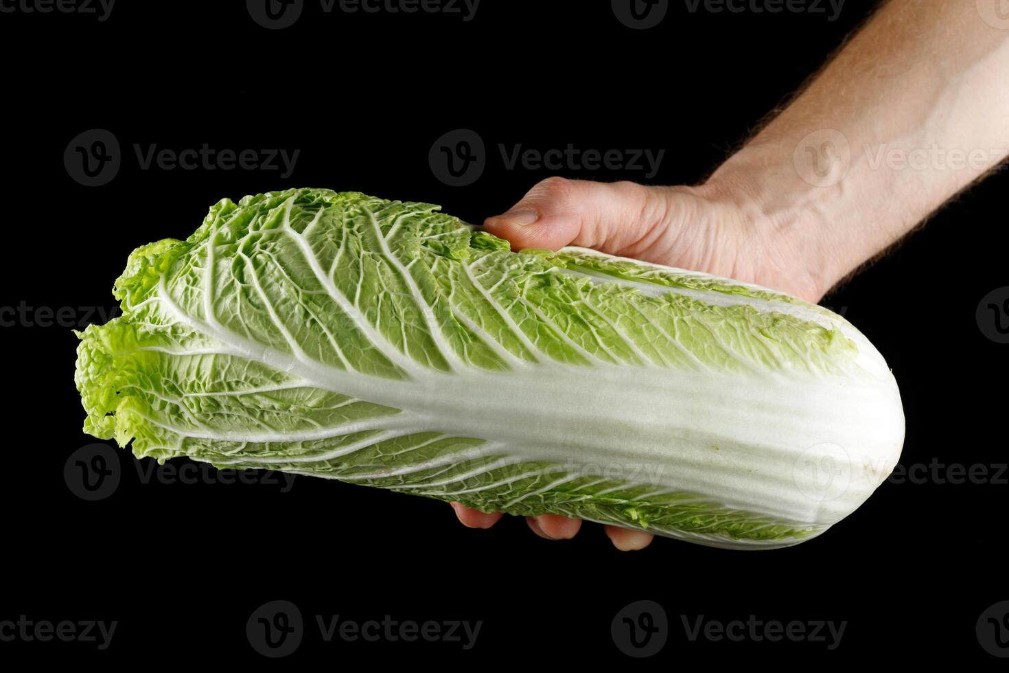 Beijing cabbage close-up in hand photo