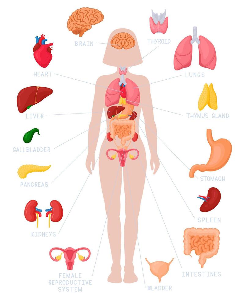 Woman internal organs infographic. Human body anatomy, lungs, kidneys, heart, brain, liver and female reproductive illustration set vector