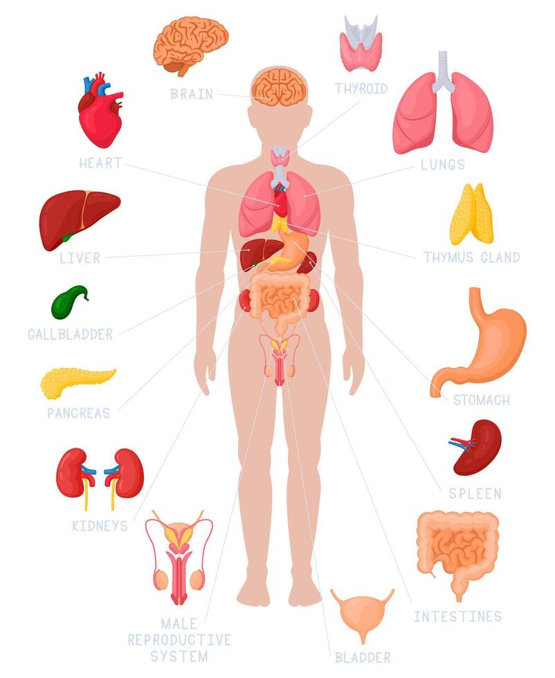 Human anatomy infographic. Anatomical internal organs names and location, kidneys, heart and brain illustrations. Internal organs medical poster vector