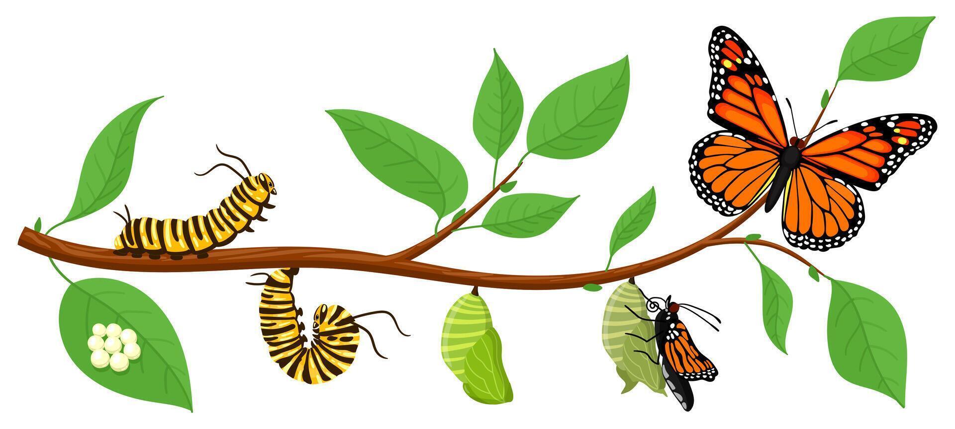 Butterfly life cycle. Cartoon caterpillar insects metamorphosis, eggs, larva, pupa, imago stages illustration. Insects wildlife transformation vector