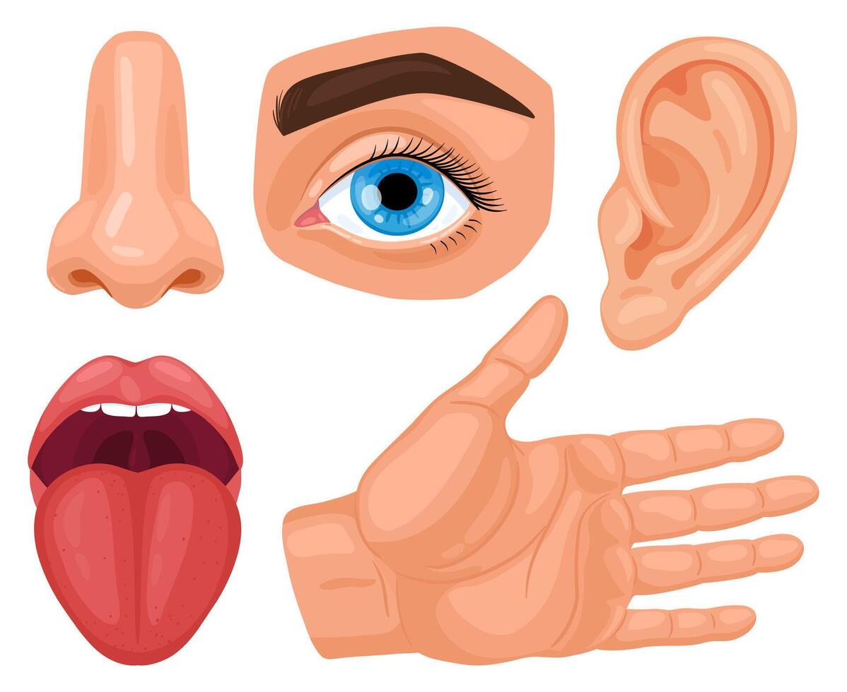 Cartoon human sensory organs. Anatomy human senses, skin touch, hearing, eyes vision, taste tongue and nose smell illustration set. Biology sensory organs vector