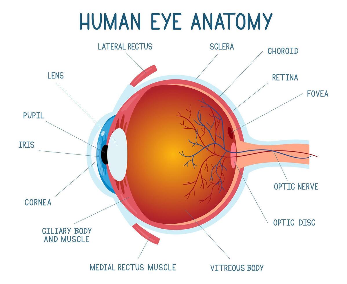 Cartoon eye anatomy scheme. Human eye ball infographic, eyeball inner structure illustration. Eye anatomy biology medicine poster vector
