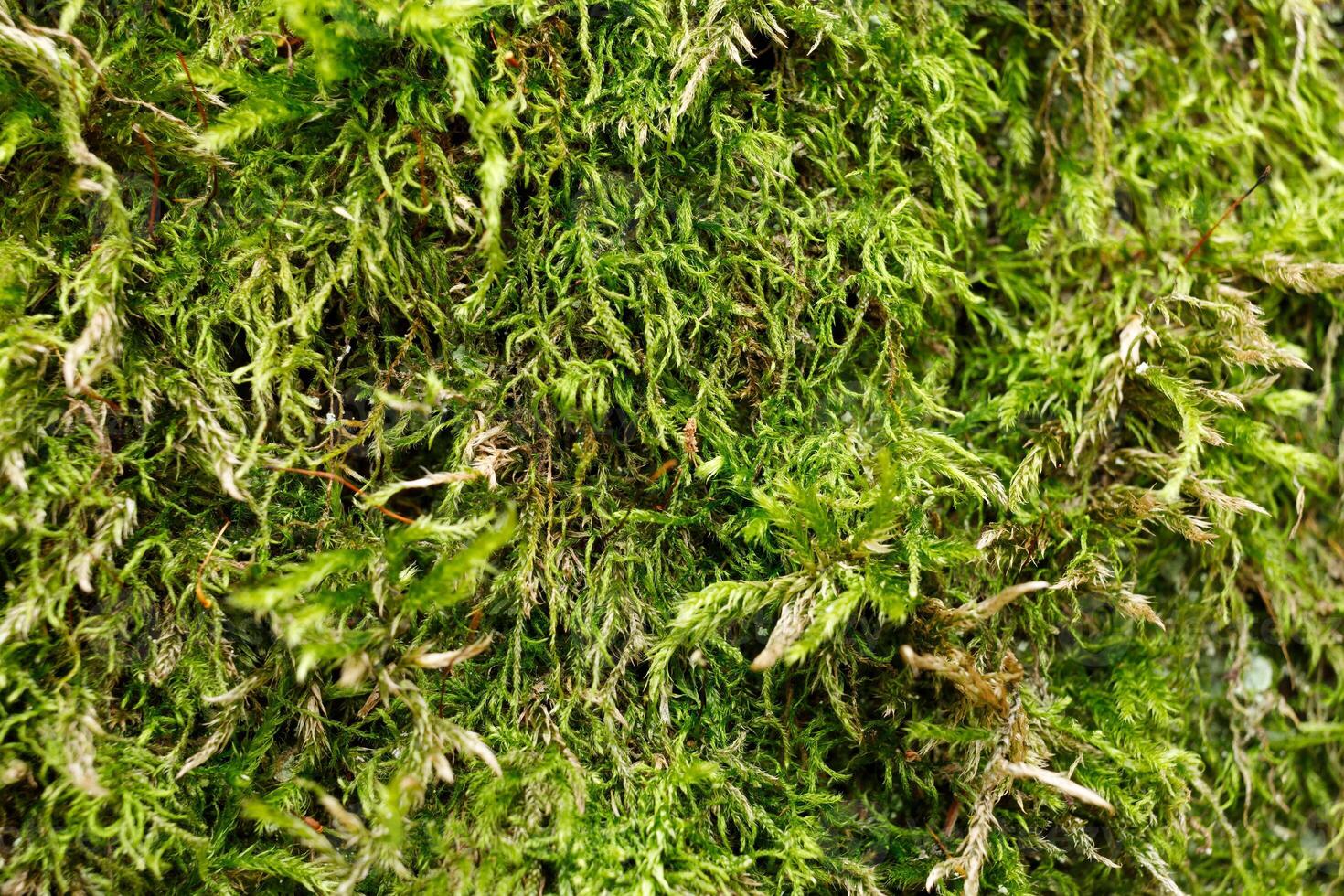 Green moss in the forest close-up. Moss background or texture. photo