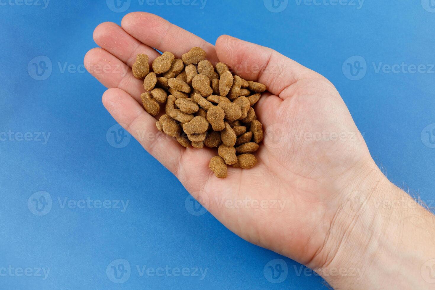Dry dog food in hand. photo
