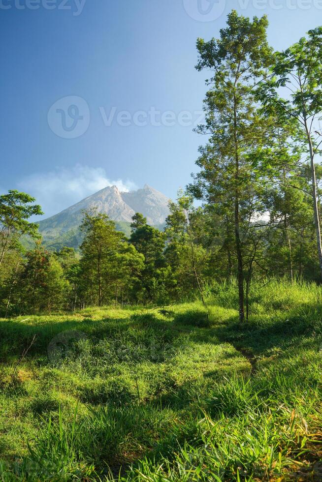 green forest in the merapi mountains photo