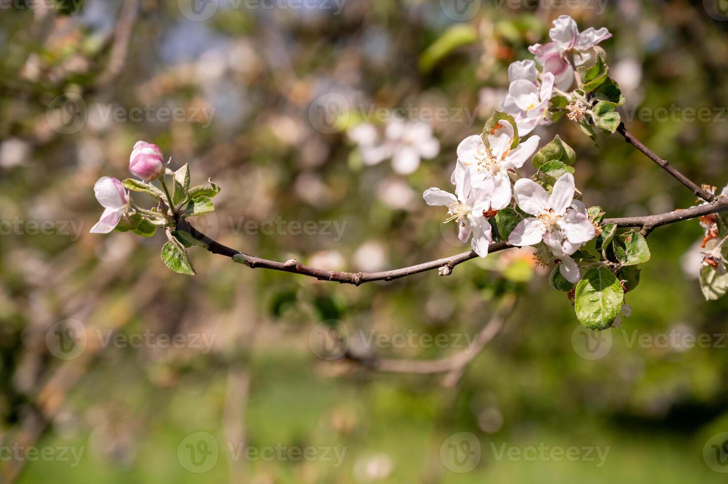 branch of a blooming apple tree against the background of a meadow photo