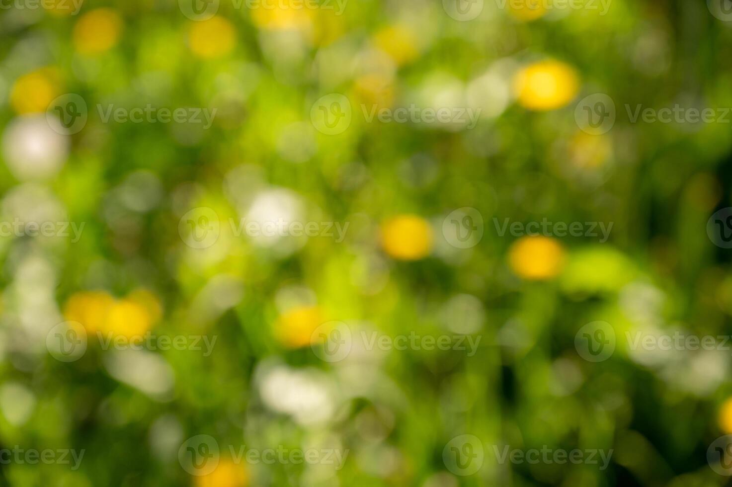 Blurred green background with yellow dandelions and bokeh photo