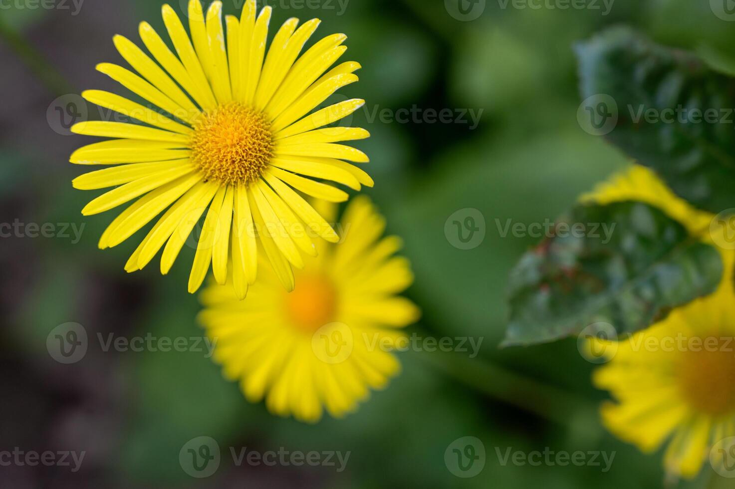 Yellow daisy in the garden. Shallow depth of field. photo