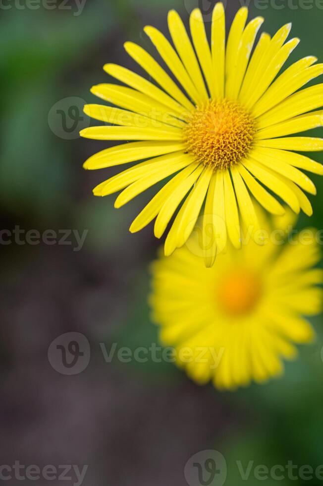 Yellow daisy in the garden. Shallow depth of field. photo