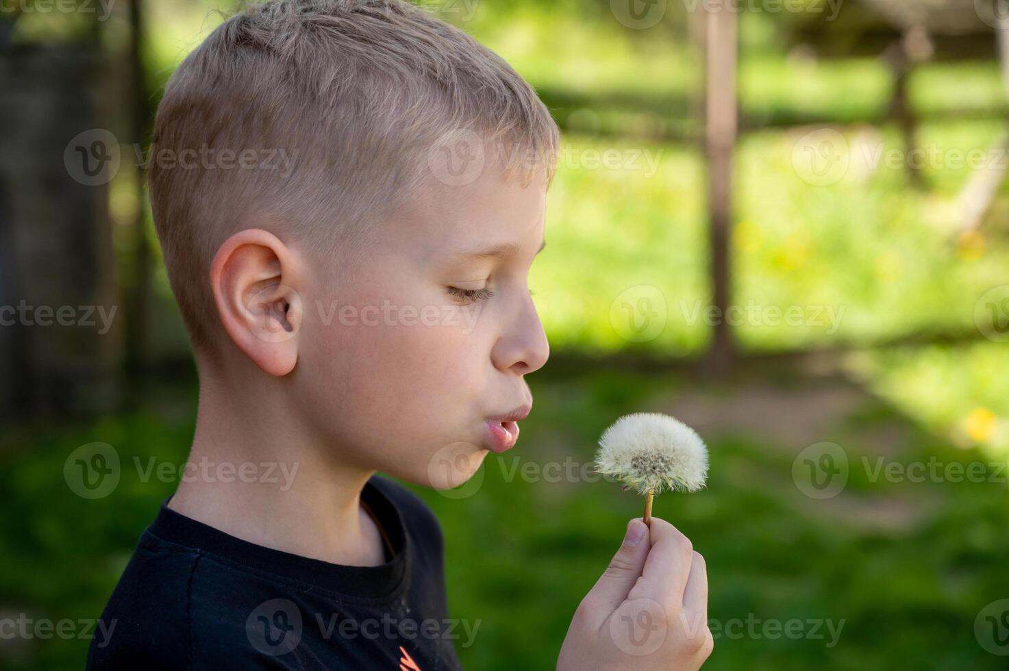 A blond boy blows a dandelion in the garden. Selective focus. photo
