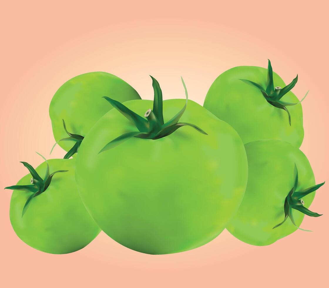 Realistic Fresh Green Tomato Design Illustration with Green Stems vector
