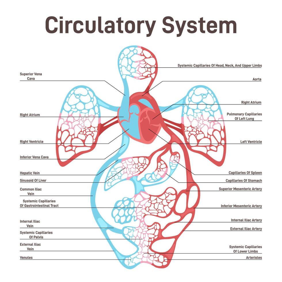Blood circulatory system of human body. Large and small circle of blood vector