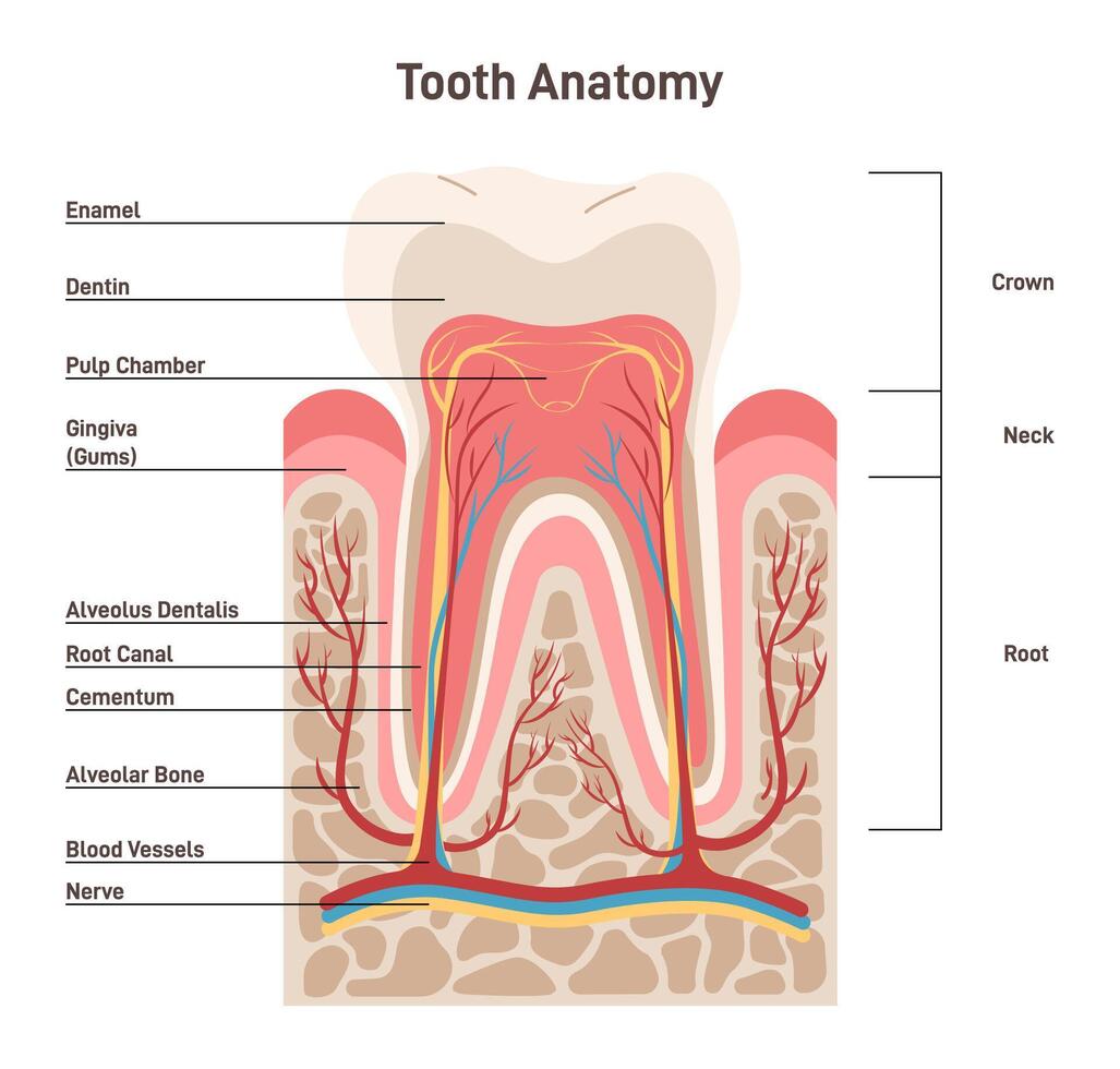 Human tooth structure. Cross section scheme representing tooth layers. vector