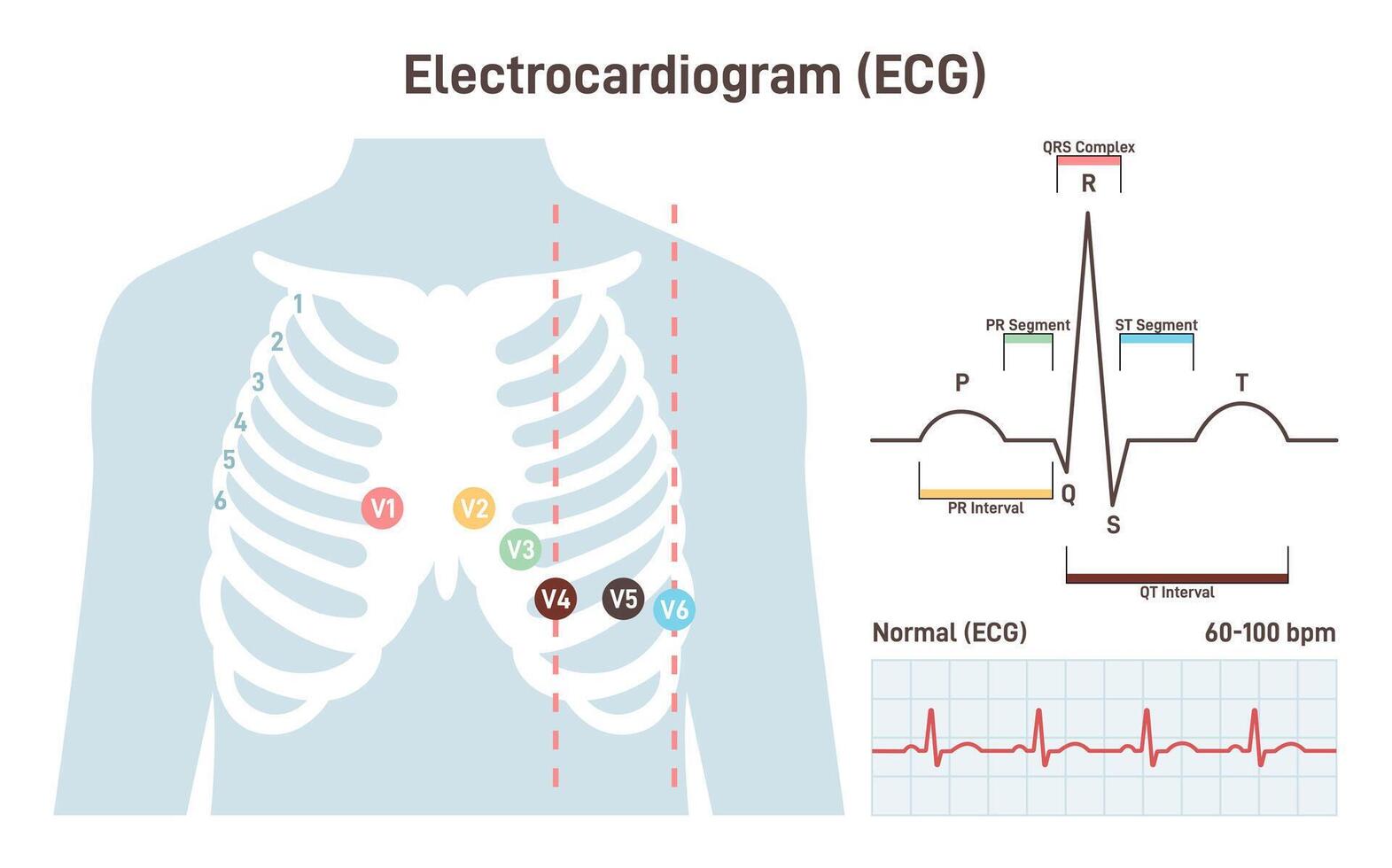 ECG procedure. Cardiovascular checkup with cardiogram. Heart disease vector