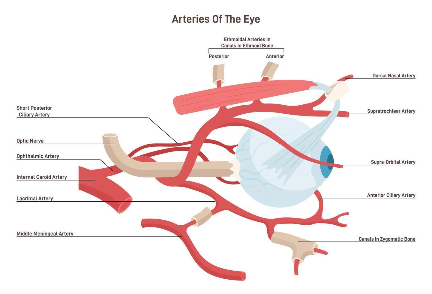 Human eye arteries. Ophthalmic artery and a central retinal artery. vector