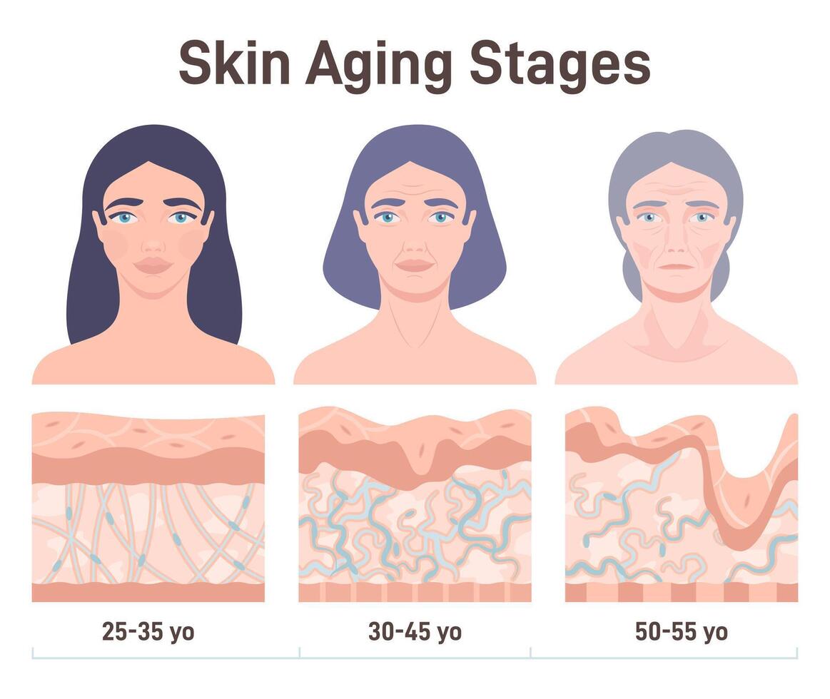 Aging process. Face skin structure changes. cross section diagram. vector