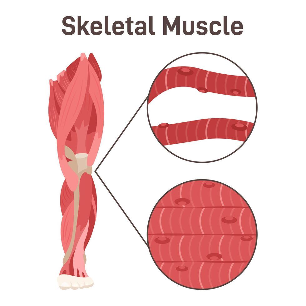 Skeletal muscle structure. Leg muscle anatomy, didactic scheme. vector