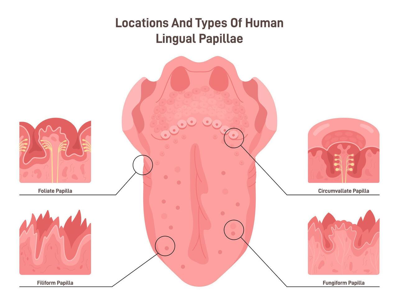 Human tongue papillae types and structure. Muscular organ taste receptors vector