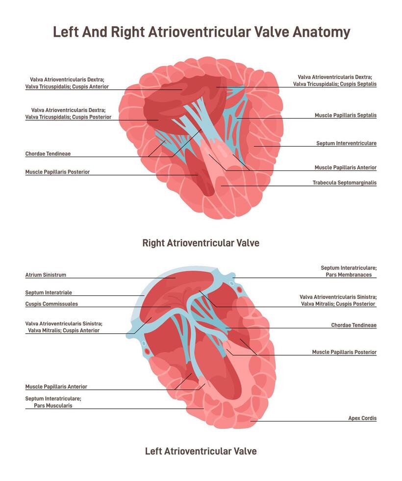 Transverse section of human heart. Left and right atrioventricular vector
