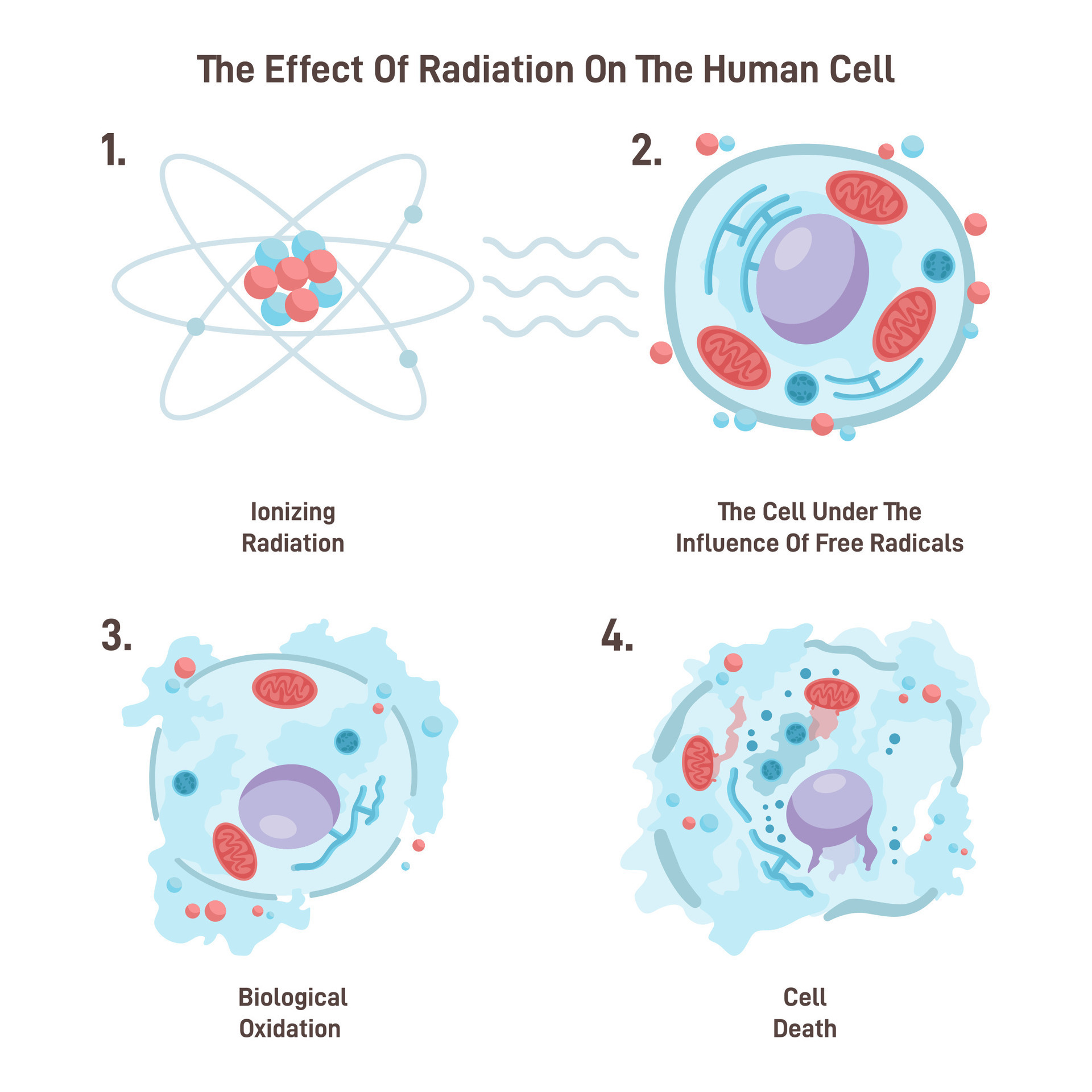 Cell death from ionizing radiation. Free radicals damage a cell ... Biology Diagrams