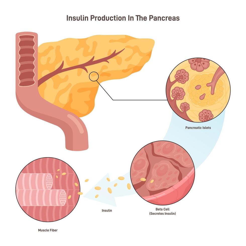Insulin production mechanism. Pancreas b-cells release insulin. Metabolic vector