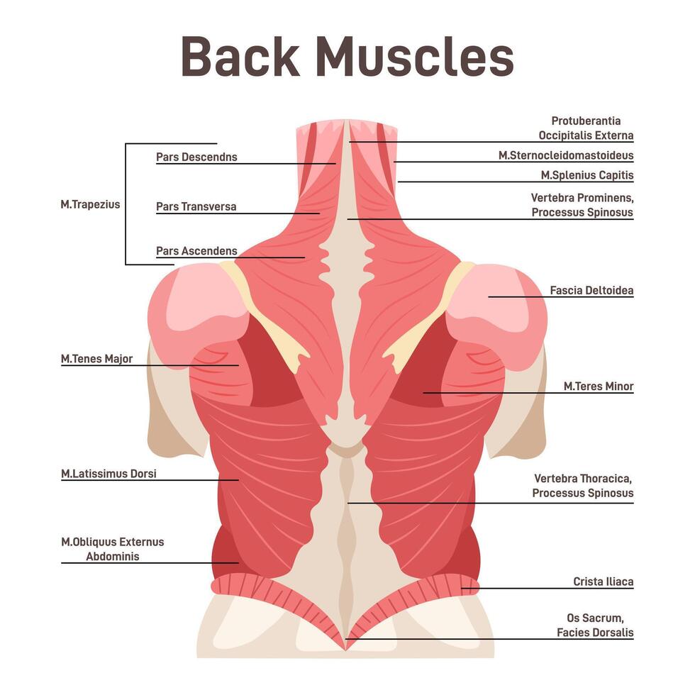 Back muscles system. Didactic scheme of anatomy of human muscular vector