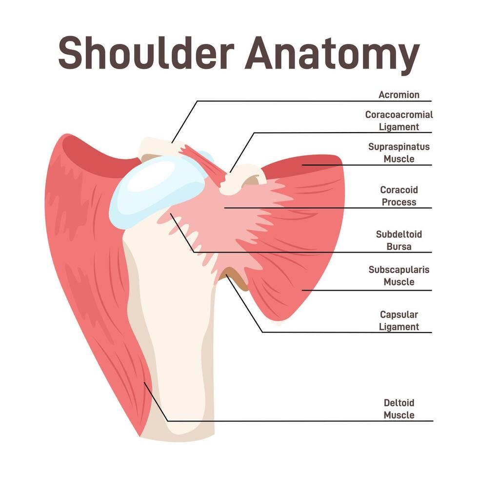 Shoulder muscles. Didactic scheme of anatomy of human muscular system. vector