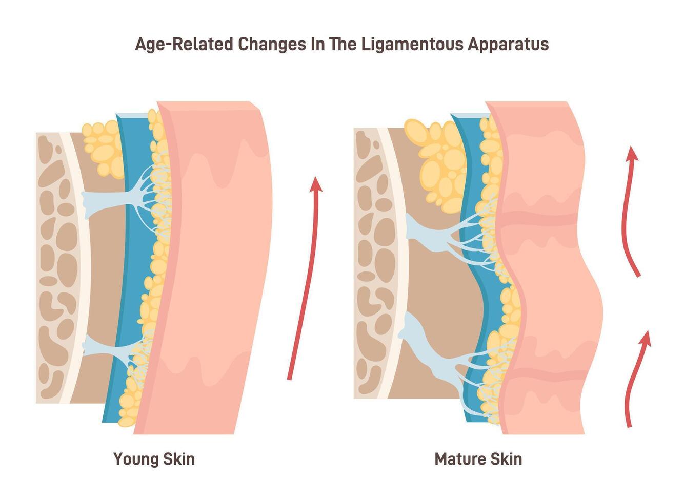 Aging process and face skin ligaments loosening. Close-up skin vector