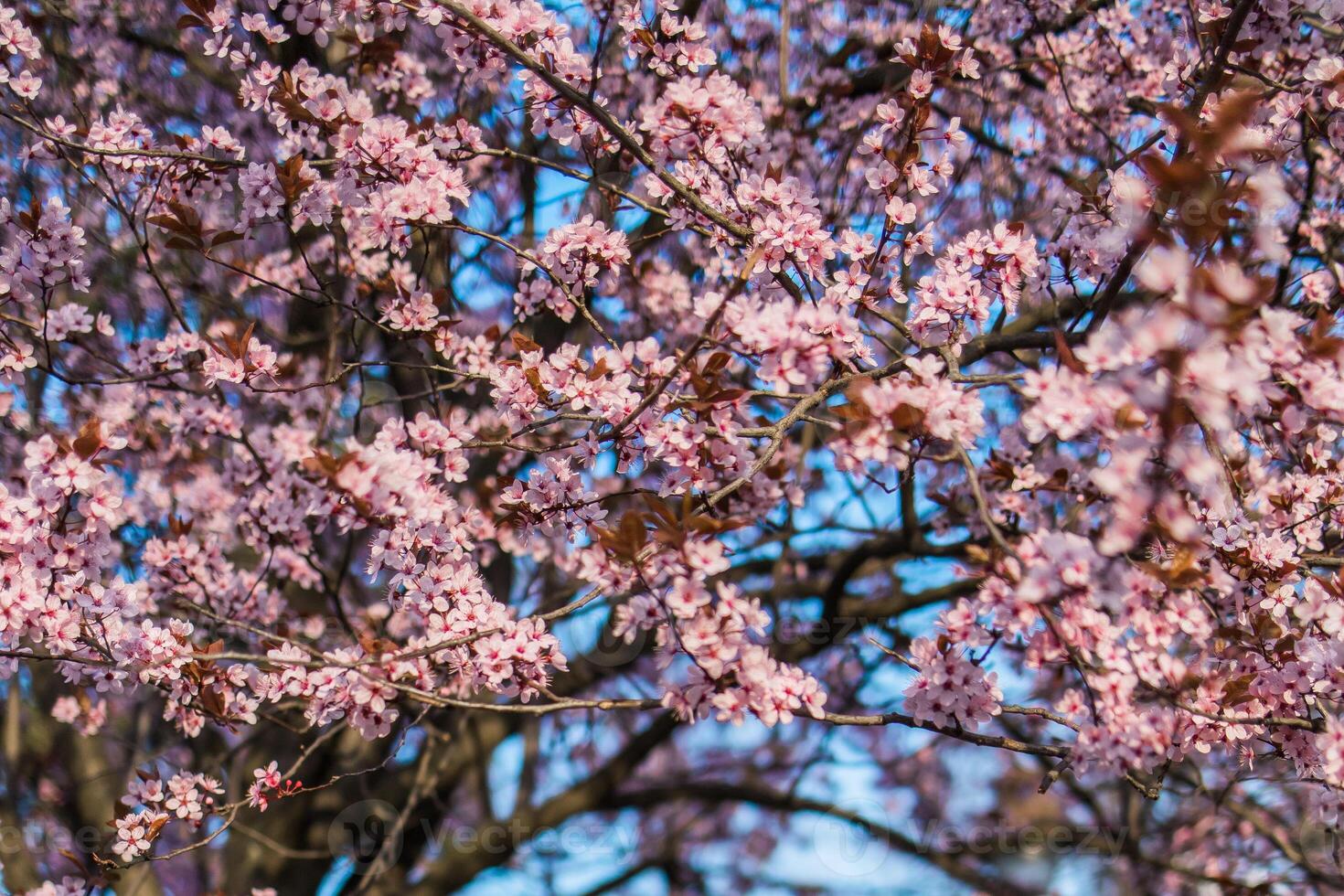 Selective focus of beautiful branches of pink Cherry blossom on the tree under blue sky, Beautiful Sakura flowers during spring season in the park, Nature floral background with copy space. photo