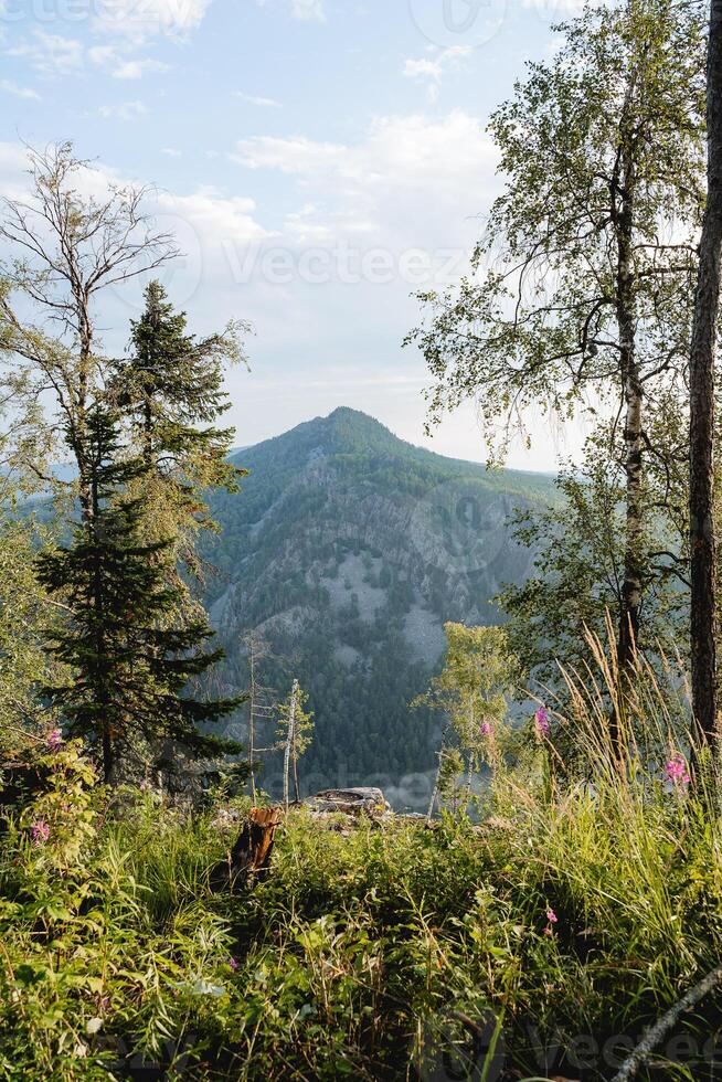 The top of the mountain can be seen through the trees, taiga forest Russia, Southern Urals, Mountain Maly Yamantau, Ural Mountains, morning, meadow grass photo