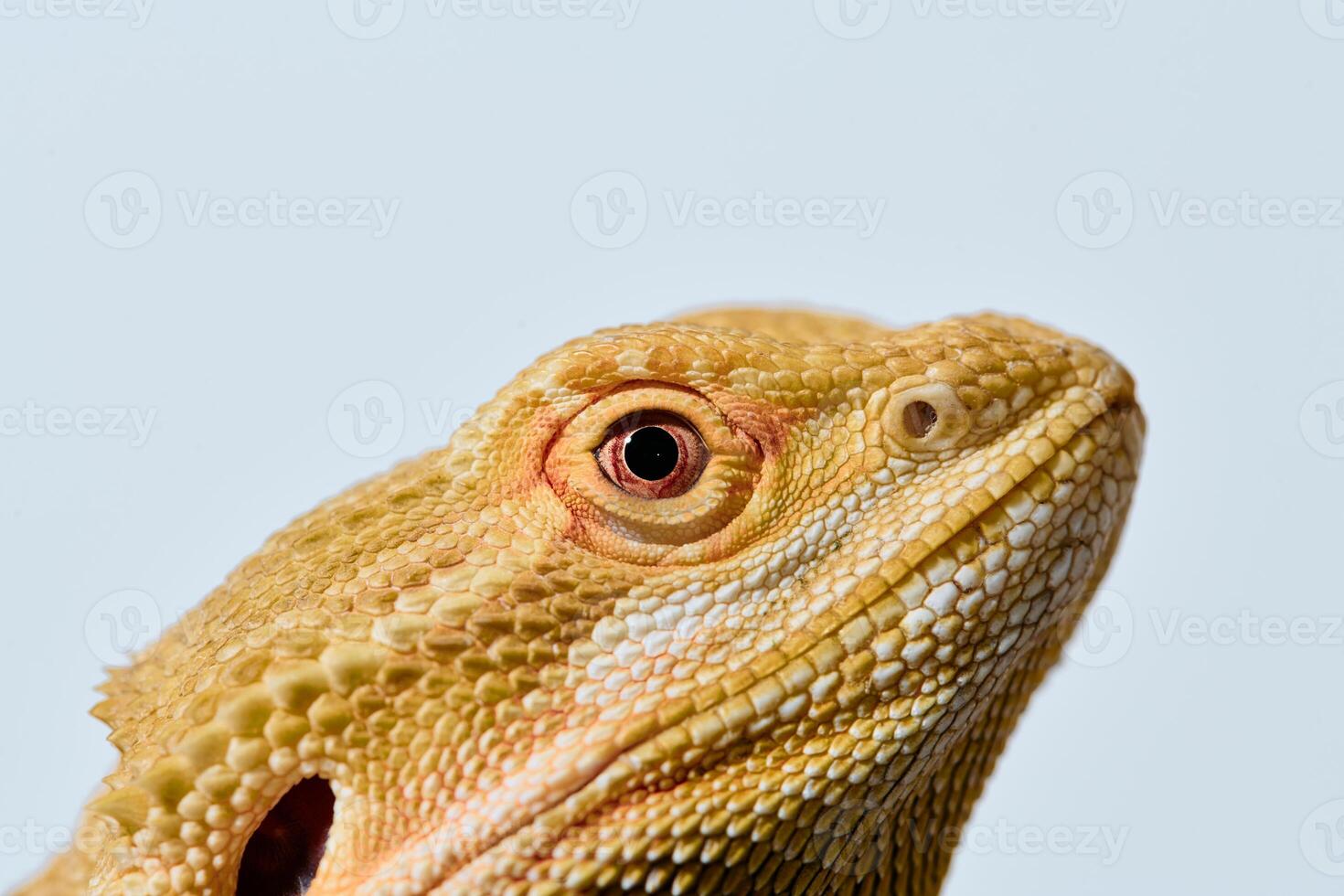 Close-up Portrait of Bearded Dragon , Pogona Vitticeps with Vibrant Yellow Textured Scales on White Background photo