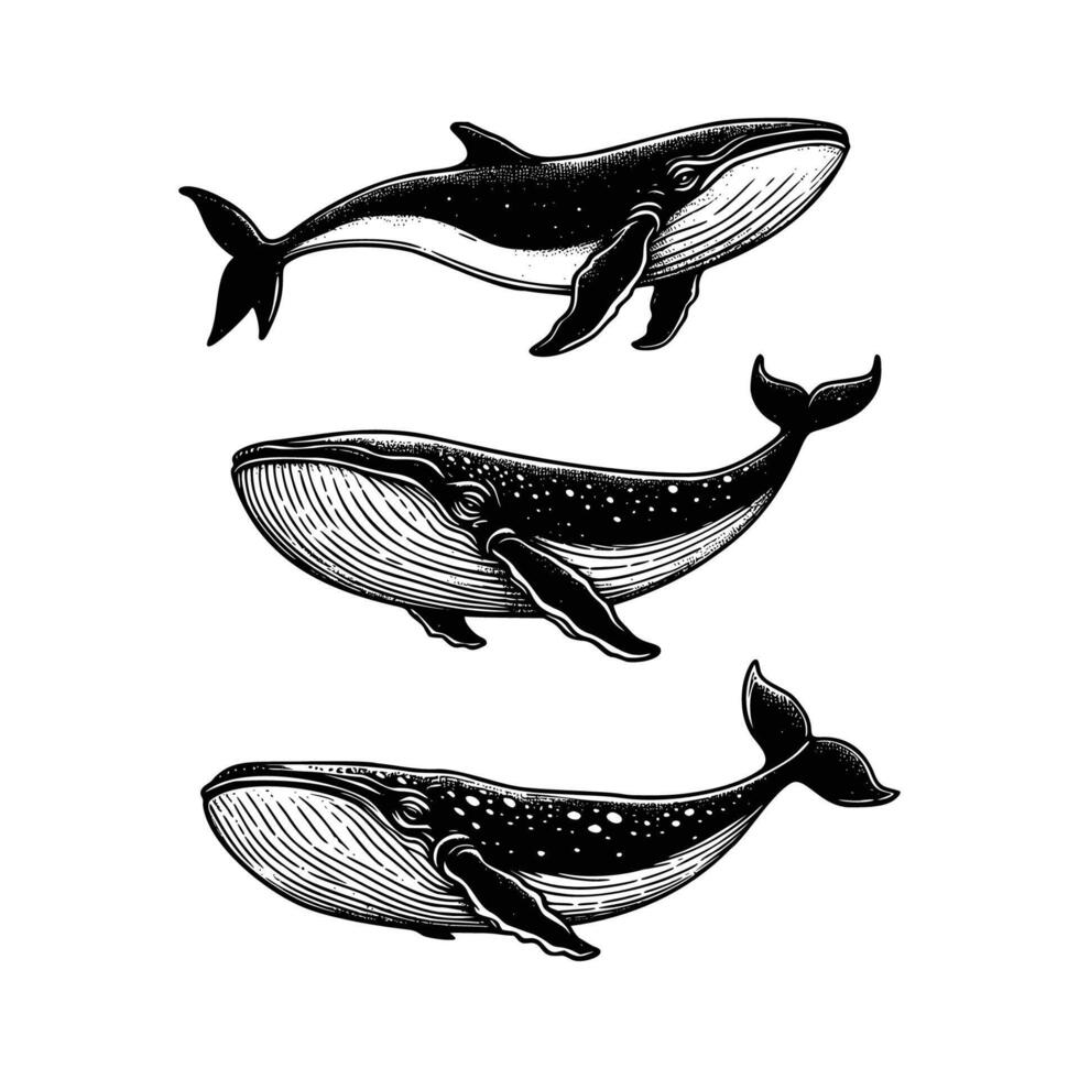 set of whale illustration. hand drawn black and white whale illustration isolated white background vector