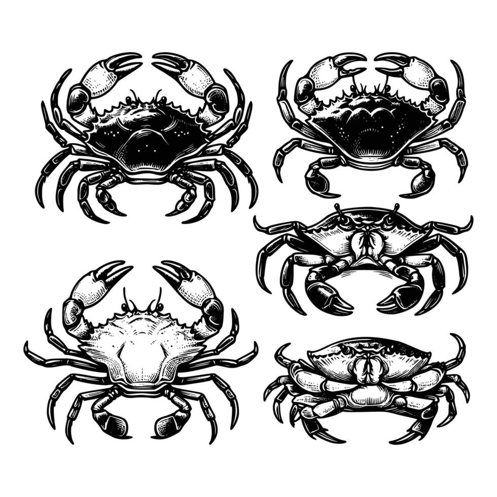 set of crab illustration. hand drawn black and white crabs illustration isolated white background vector
