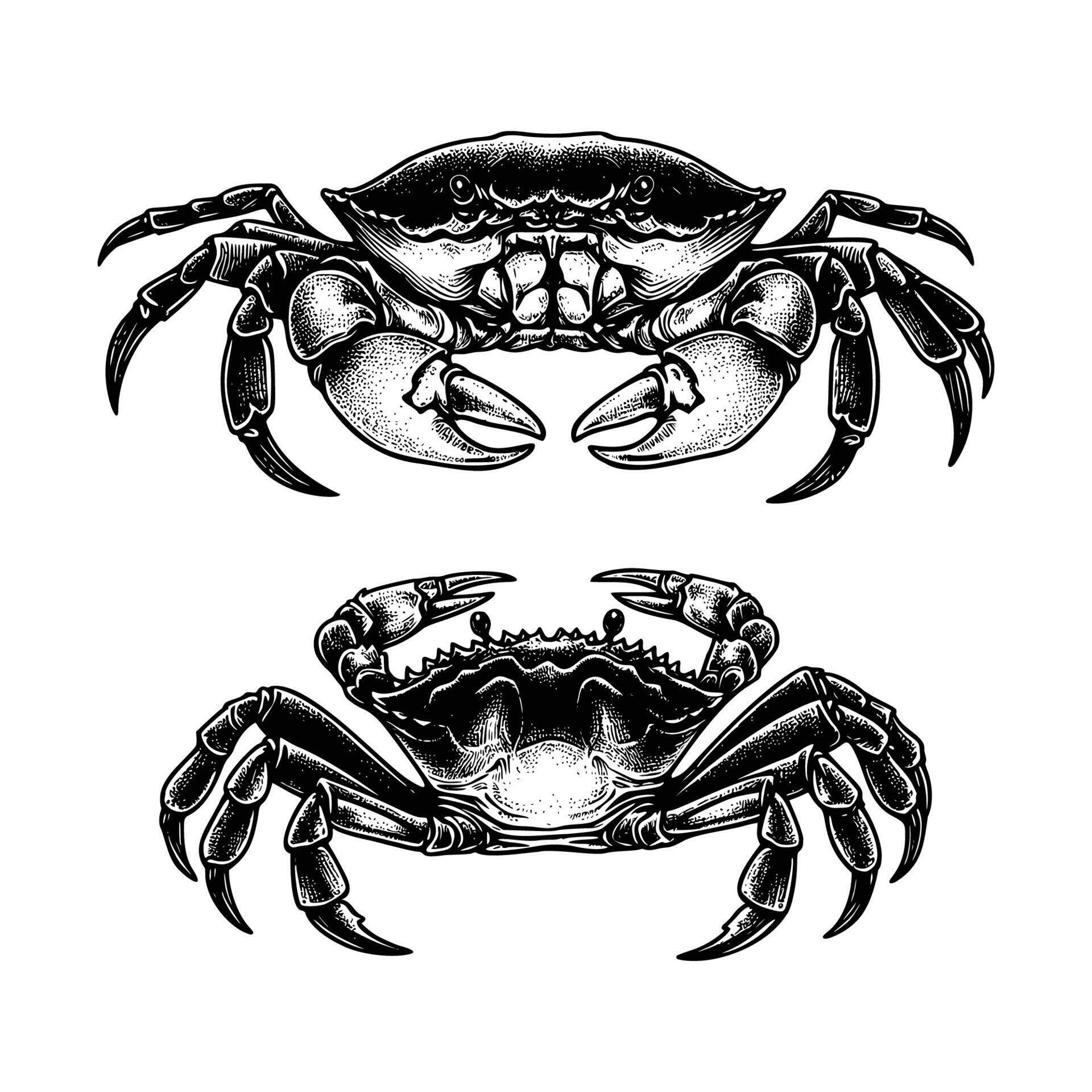 set of crab illustration. hand drawn black and white crabs illustration