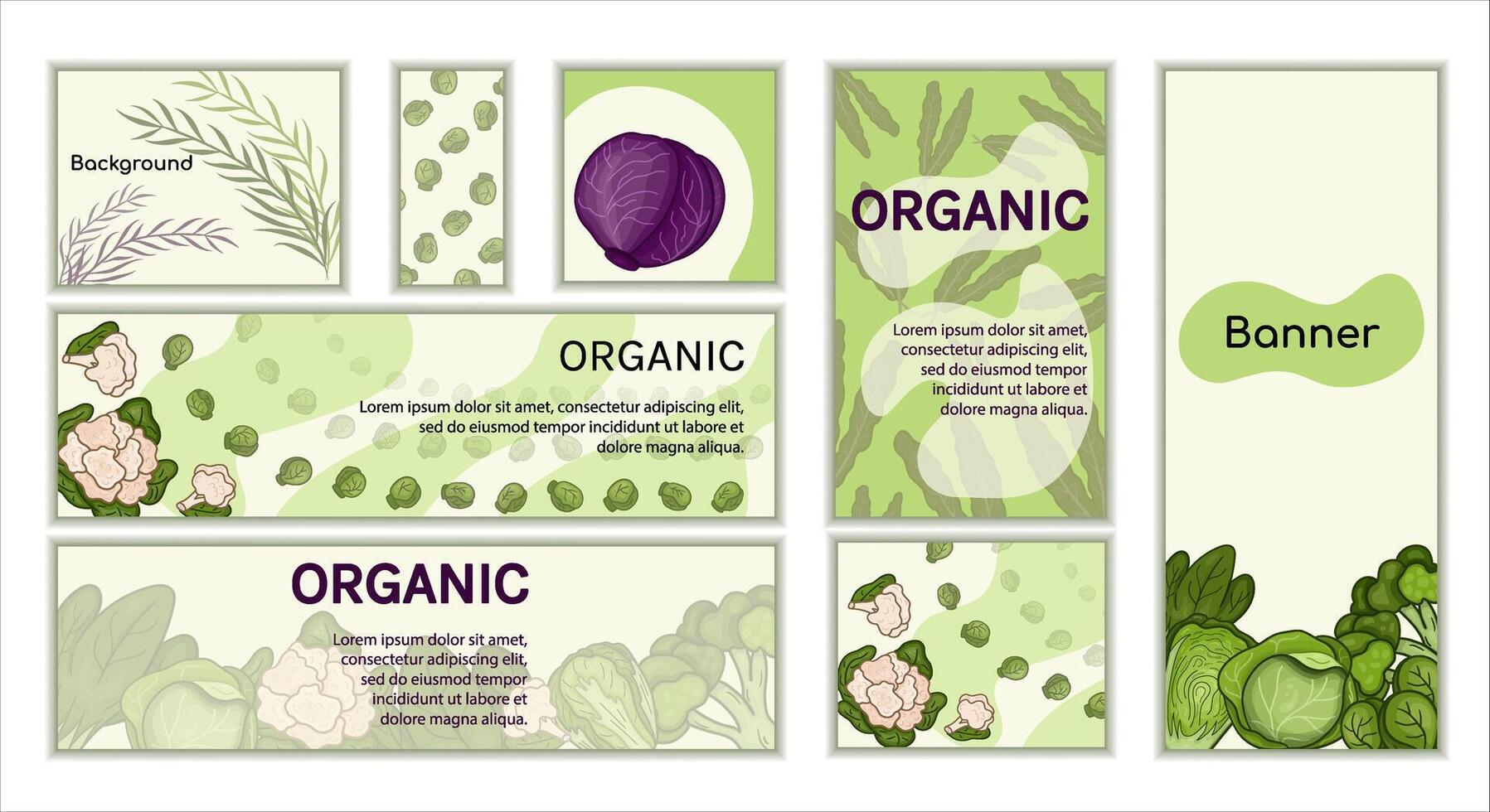 Set Cabbage banners . backgrounds Horizontal, vertical, square for theme harvest, vegetable garden, health, herbs, healthy lifestyle. Design frame for decoration website, postcard, cover, poster vector
