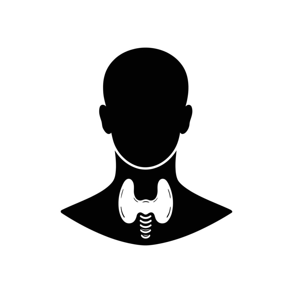 Thyroid Anatomy Simplified Neck Structure Illustration vector