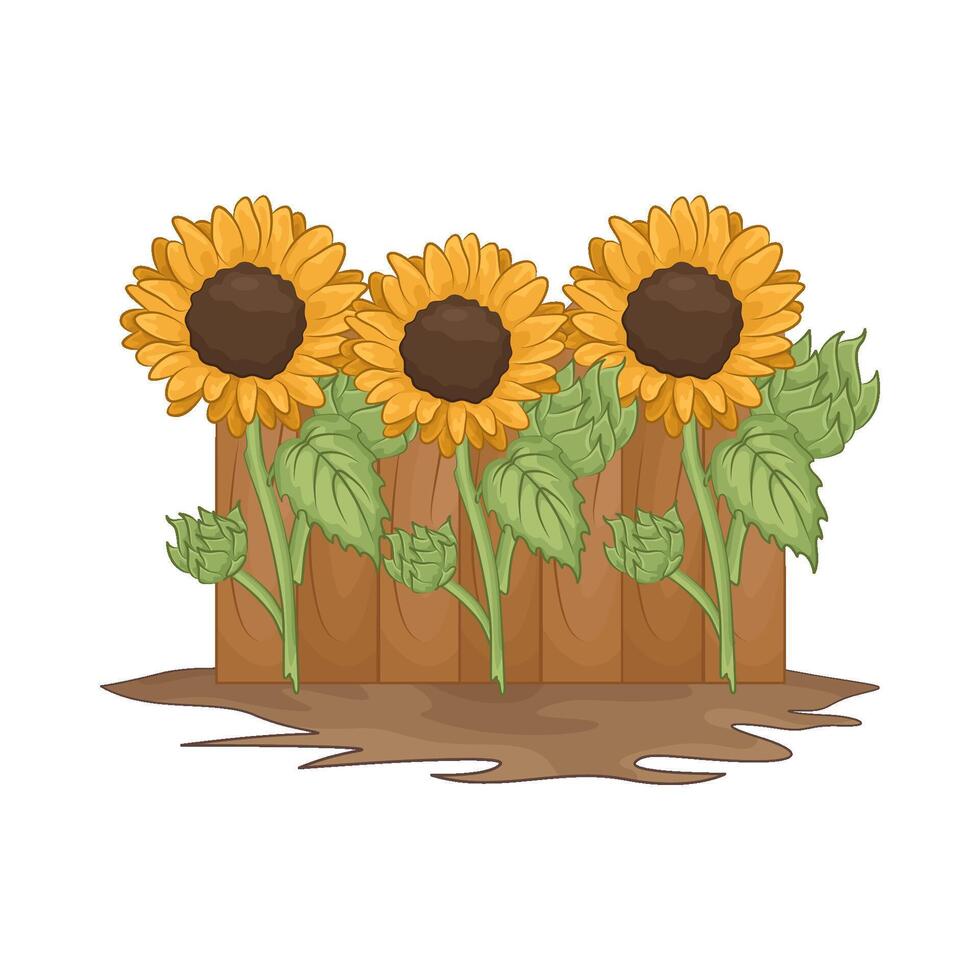 Illustration of sunflower vector