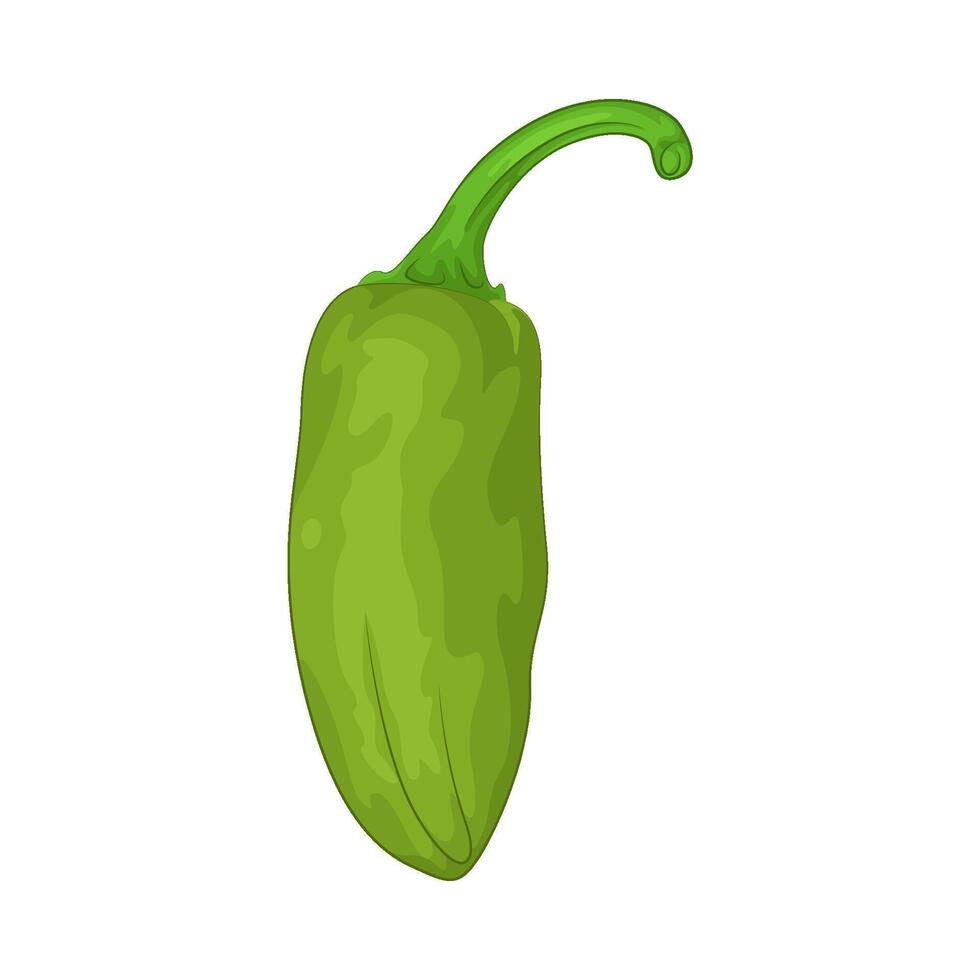 Illustration of green chili pepper vector