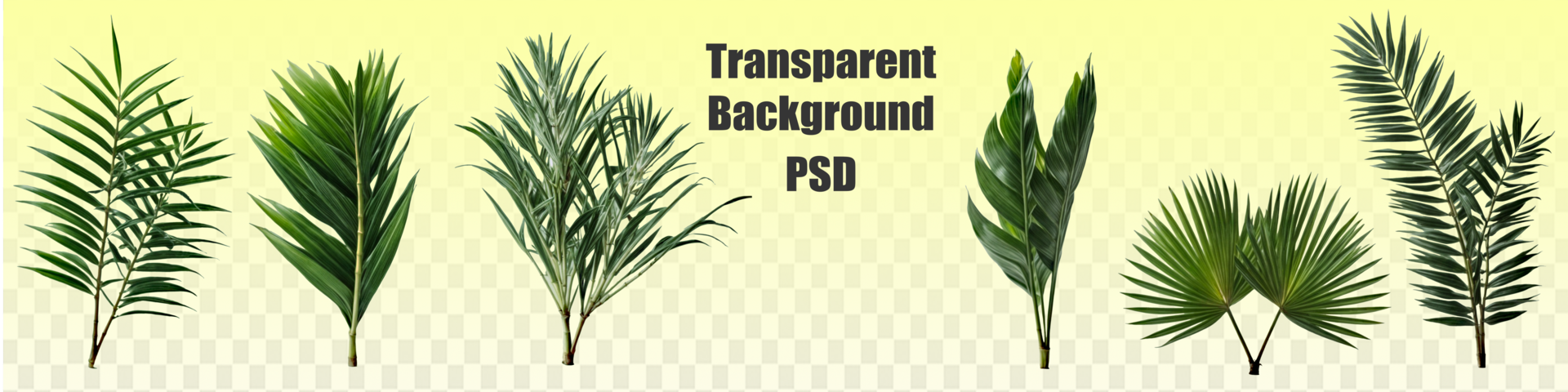 Group of big green banana leaves of exotic palm tree in sunshine on white background. Tropical plant foliage with visible texture. Pollution free symbol. Close up, copy space. psd