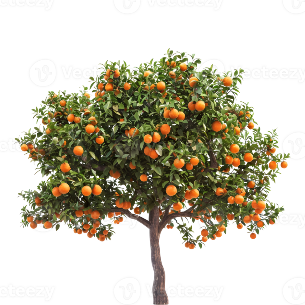 Oranges Tree on Transparent Background png
