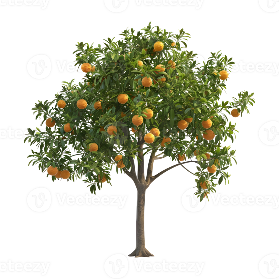 Oranges Tree on Transparent Background png