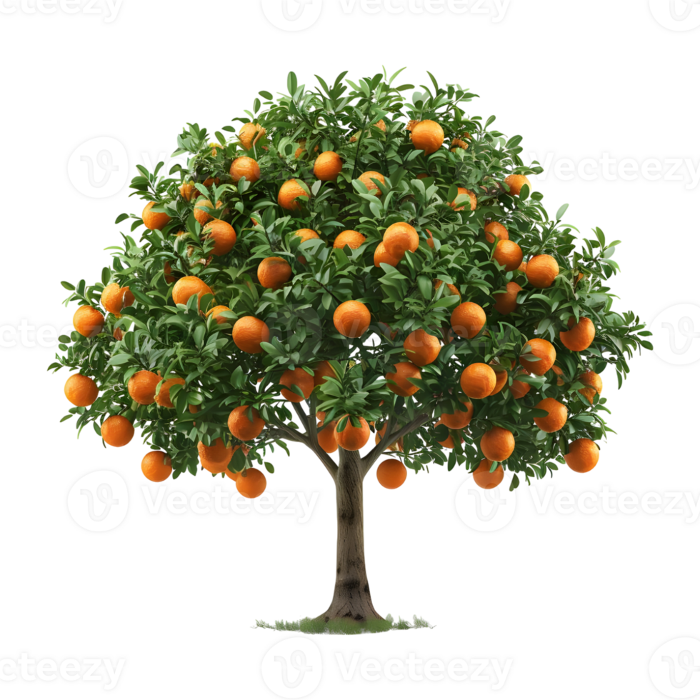 Oranges Tree on Transparent Background png