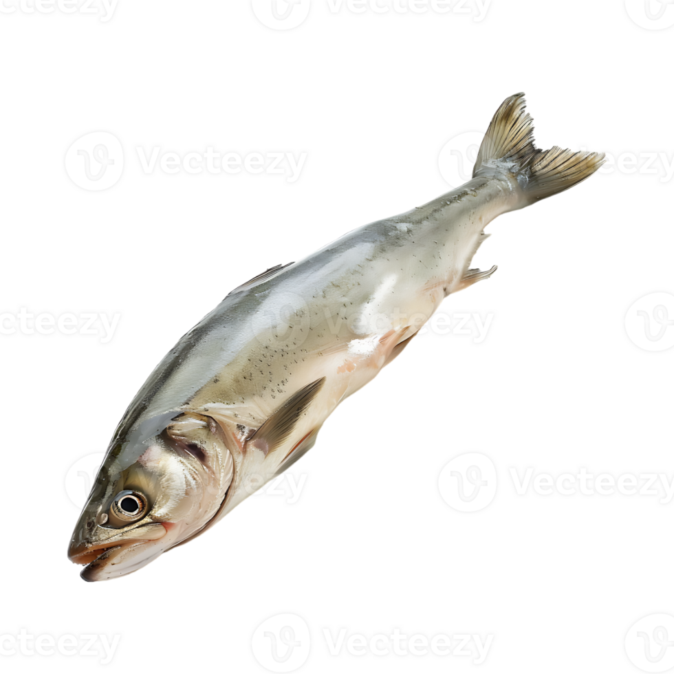Ocean Fish on Transparent Background png