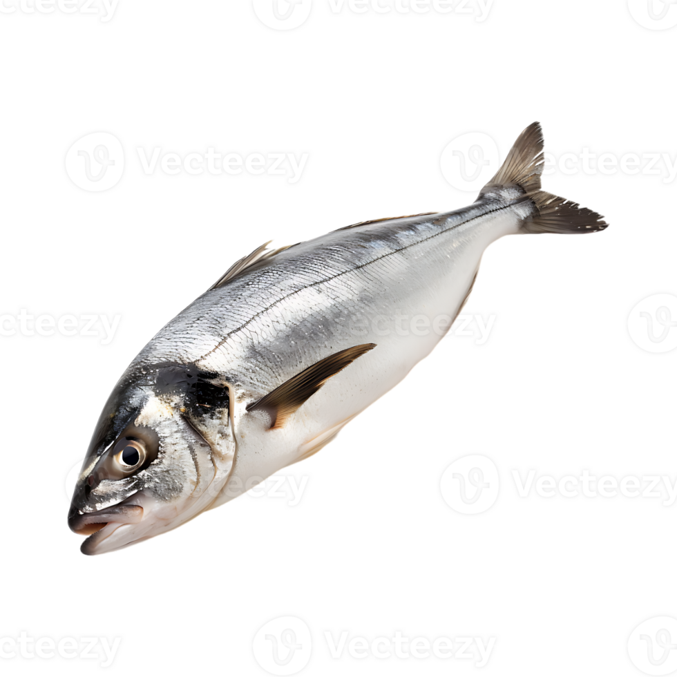Ocean Fish on Transparent Background png